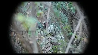 Video test - foxeer legend / focus dereglat 😥