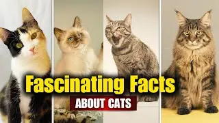 10 Facts About Cats That Will Amaze You!