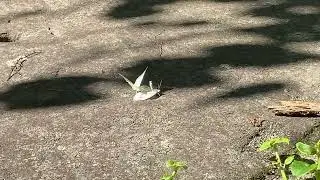 White moths mating
