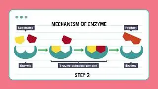 6: MECHANISM OF ENZYME ACTION BASED ON INDUCED FIT MODEL