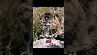 Cats Around the World 😳