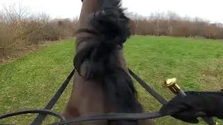 OTTB ex racer retraining first few hacks solo