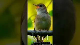 best bird chripping