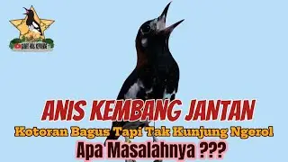 Anis Kembang Sulit Ngerol Meski Kotorannya Bagus