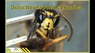 Dolichovespula saxonica