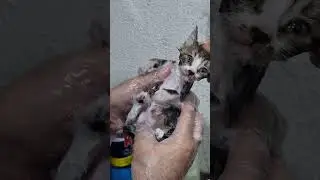 kitten showering for remove external parasites