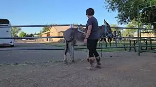 Choco's 1st time wearing a pack saddle with breeching and breastcollar #donkeytraining #packing 