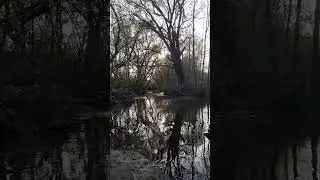 Anomaly river #prypiat #riverstalker #anomaly