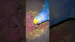 Rainbow very sweet of new baby budgies 😍 || Love birds 2026 🌈 #lovebirds #budgies #parrot