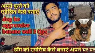 world's biggest gsd / aggressive GSD Barking on cows कुत्ते को सीखने के 3 तरीके #dog #germanshepherd
