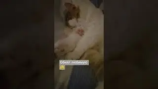 Сладких снов #cat #котофейка