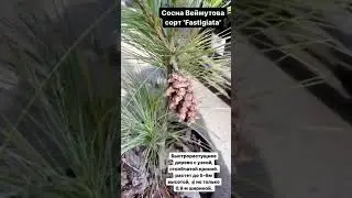 Сосна Веймутова Фастигиата (Fastigiata)