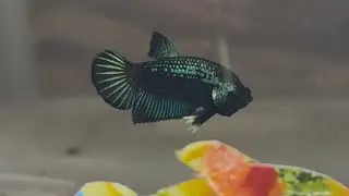 Metallic Samurai Betta fish - Cross breed