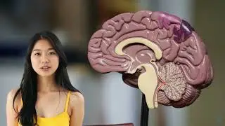 The Wonders of Neuroscience: Exploring the Brain (3 Minutes)
