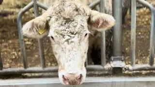 Young 9-month-old #bulls, free-range #viral 