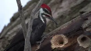 Pileated Woodpecker in Slow Motion