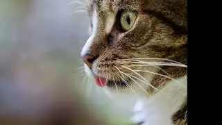 A cappella Vocal Cat #efekty
