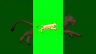 Female lion running green screen video #animation #greenscreenanimal #chromakey #greenscreen #shorts