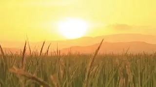 ENZACTA TV