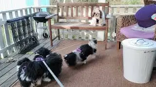 (Shih Tzu Zone) Both girls are in heat