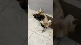 #remix #music #dog #dogshorts #pets #собака #собаки #собакадругчеловека