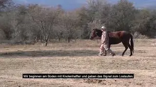 Wie das Pferd das Tempo erh&ouml;ht und verringert
