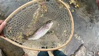 Trout Fishing Little River Floyd Va 2023 using Joe's Flies Spinner