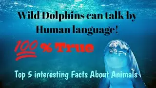 Dolphins Speak! 100% true |Top 5 interesting facts about animals| सबसे खतरनाक जीव कौन?।