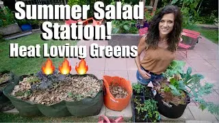 How to Plant a Summer Salad Station of Heat Loving Greens in a Raised Bed or Container 🔥🥗🔥🌱🔥