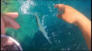 Hooked a Needlefish  (Live Bait)