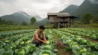 The clever otter followed the Asian man who was harvesting cabbage.