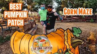 BEST Pumpkin Patch in SoCal | Live Oak Canyon Pumpkin Farm