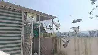 42 WINGS the pigeon loft young bird loft flying 2022 .