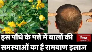 सेना के पत्ते (Sena K Patte) कई बीमारियों के लिए हैं फायदेमंद I Ayurved