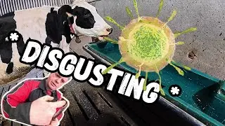 Boosting Cow Health & Farm Profits with Water!!