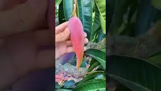 chilli mango new fresh Mango's variety
