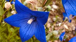 The Blue Calliope by Michael Coughlin