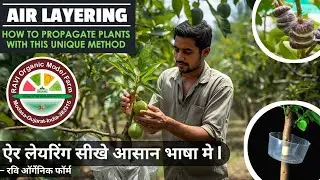 How to Do Air Layering in Guava Tree | AloeVera Gel for Fast Rooting - अमरूद के पेड़ में एयर लेयरिंग