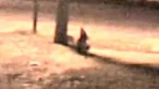 El duende de campo santo salta