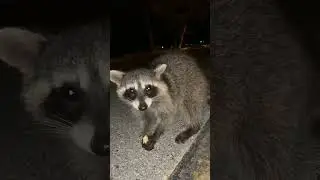 Super Cute Wild Baby Raccoon Eating ASMR 🦝 #animals #shorts #raccoon