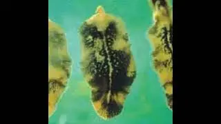 Fluke control this autumn