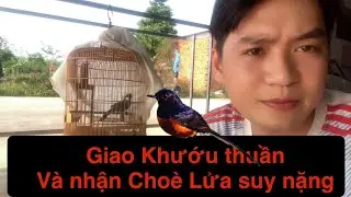 Nhận em Chòe Lửa yếu xù lông và đi giao chim Khứu thuần | Giang Về Quê