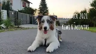 Kiwi - Summer 2021♡