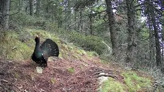 GRAND TETRAS PYRENEES: Les sauts battus