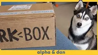 March Bark Box Unboxing w/ Alaskan Klee Kai- danny & alpha