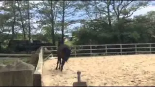 Thuder Lord - canter/trot