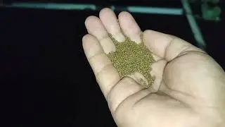 Udang sawah kondisi kolam malam hari - pelet apung pf1000