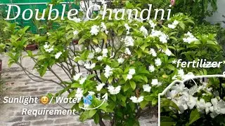 Double Chandni plant not flowering, bud dropping, leaves turned yellow? Causes & Cure