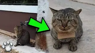 Cat Returns After A Week With A Note Around Its Neck That Leaves Owner In Tears