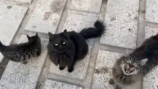 Feeding a Group of Hungry Stray Cats &ndash; Their Reaction Was Priceless! 